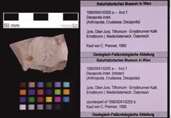 Foto (Objekt + Etiketten) von Decapoda indet. (lobster) (NHMW-GEO-1990-0041-0205a)